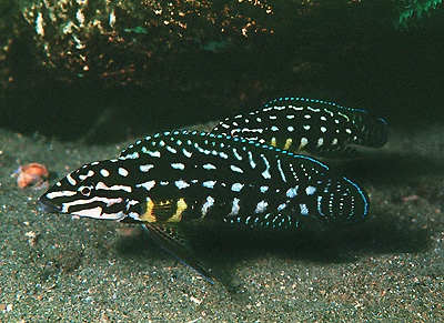 Julidochromis cf. marlieri 'Magara'